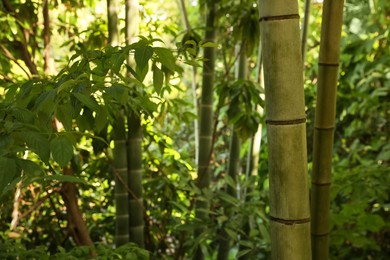 Beautiful green bamboo plants growing in forest, closeup