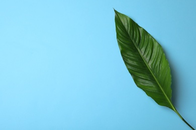 Leaf of tropical spathiphyllum plant on color background, top view with space for text