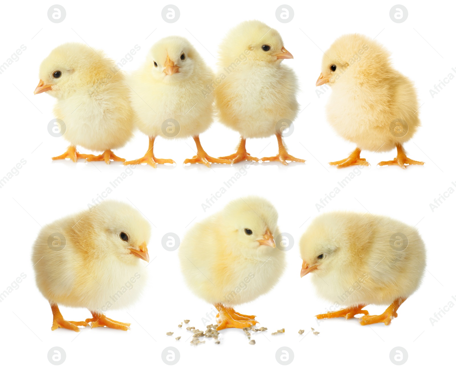 Image of Collage with cute fluffy chickens on white background. Farm animals