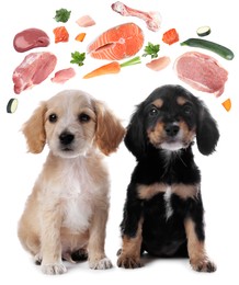Cute dogs surrounded by fresh products rich in vitamins on white background. Healthy diet for pet