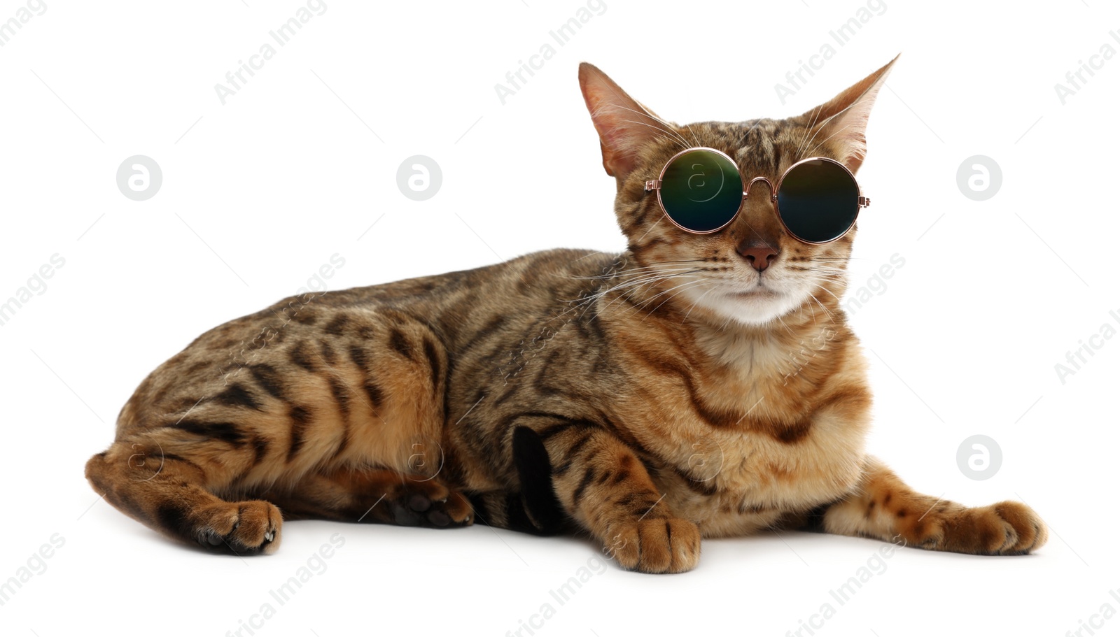 Photo of Cute Bengal cat in sunglasses on white background