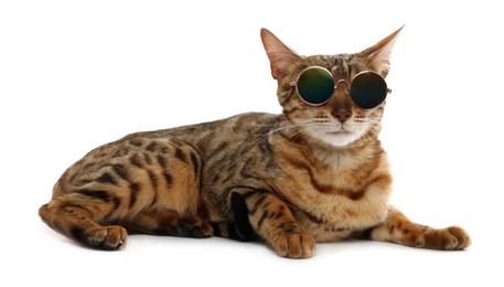 Cute Bengal cat in sunglasses on white background