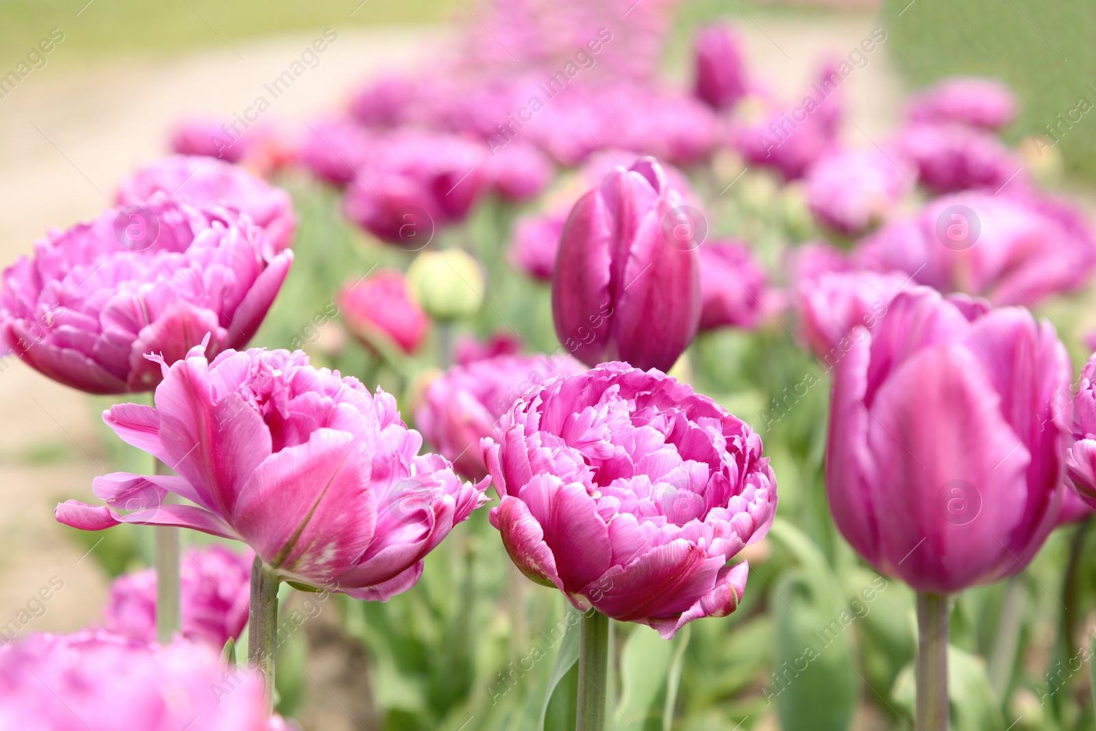 Photo of Beautiful purple tulip flowers growing in field, selective focus