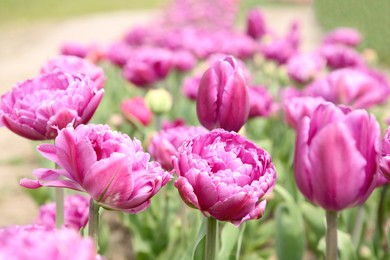 Photo of Beautiful purple tulip flowers growing in field, selective focus