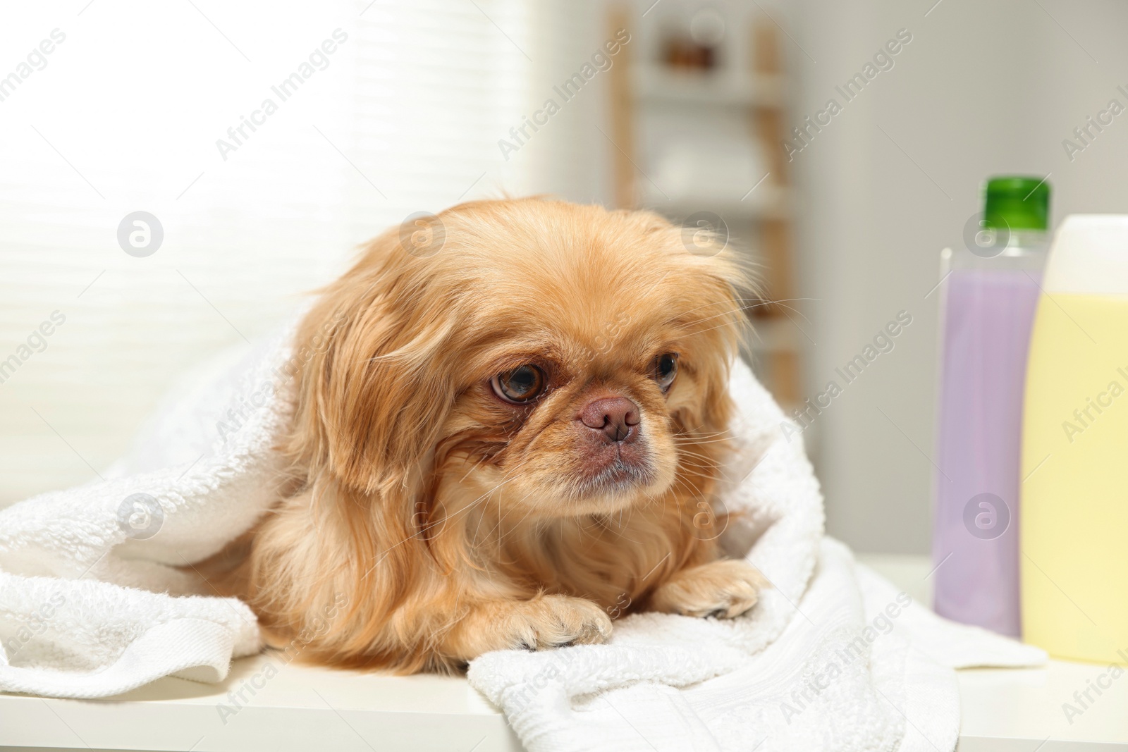 Photo of Cute Pekingese dog with towel in bathroom. Pet hygiene