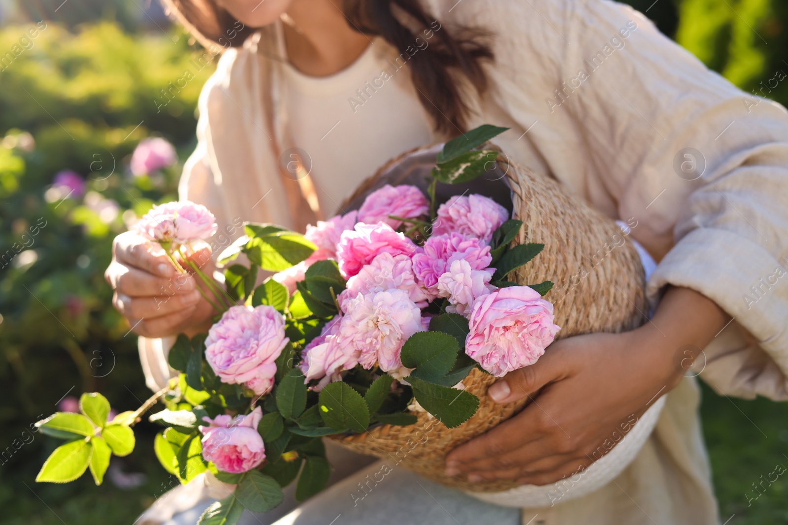 Photo of Woman holding wicker basket with beautiful tea roses in garden, closeup