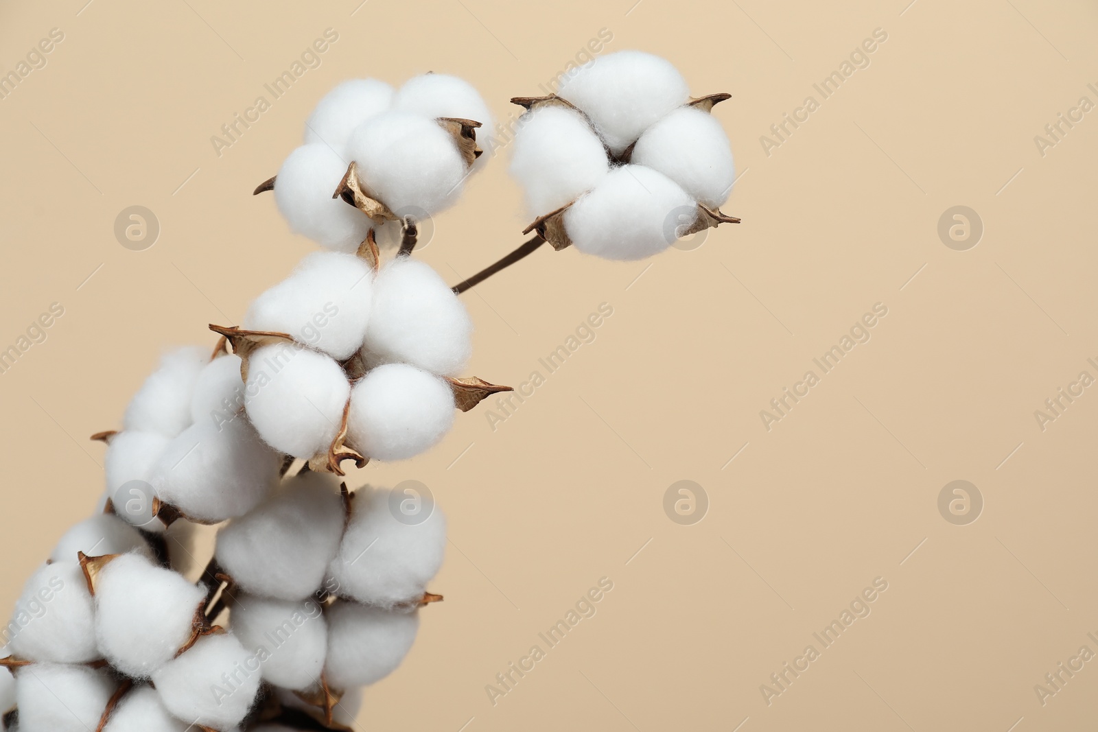 Photo of Beautiful cotton branch with fluffy flowers on beige background, space for text