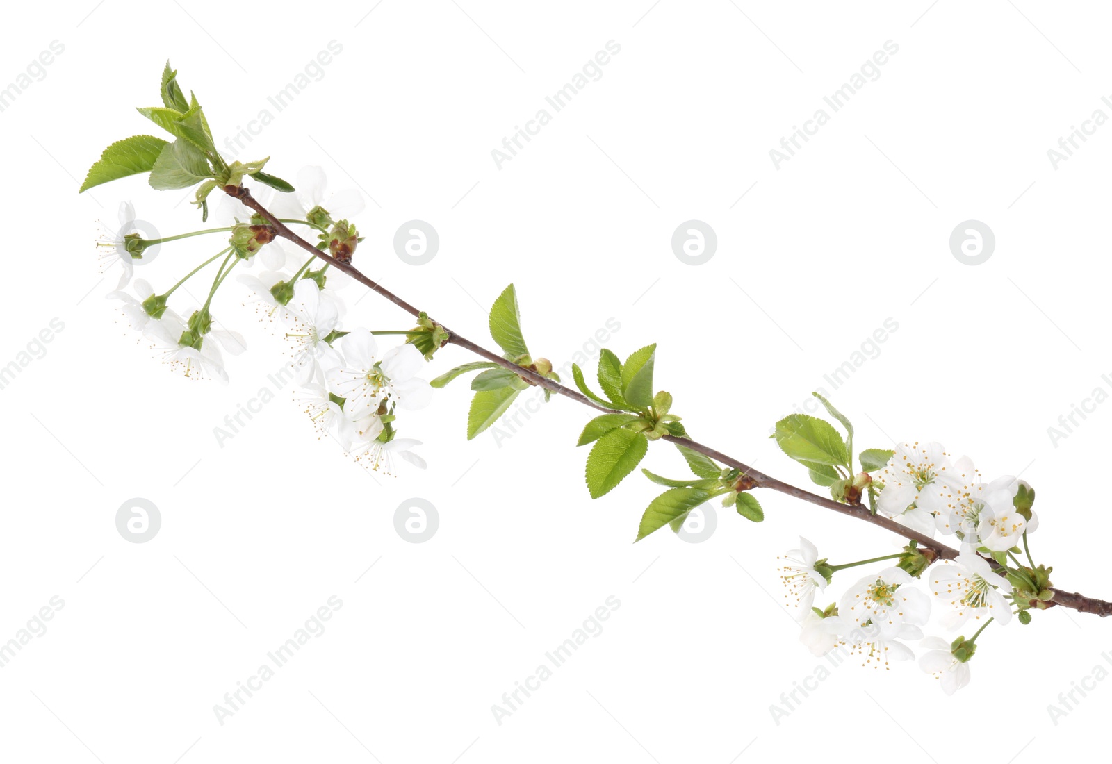 Photo of Spring branch with beautiful blossoms and leaves isolated on white