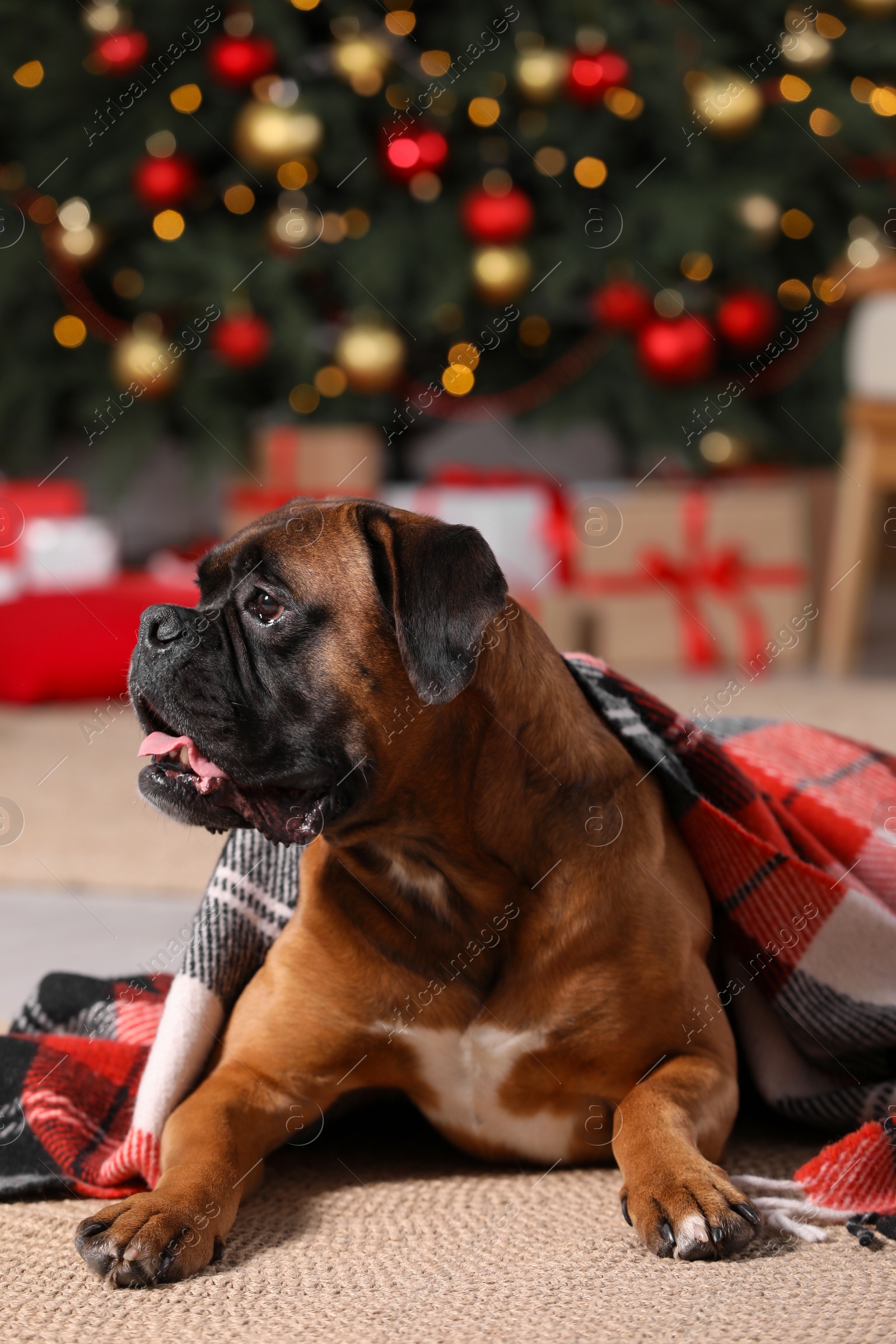 Photo of Cute dog covered with plaid in room decorated for Christmas