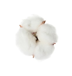 Beautiful fluffy cotton flower isolated on white