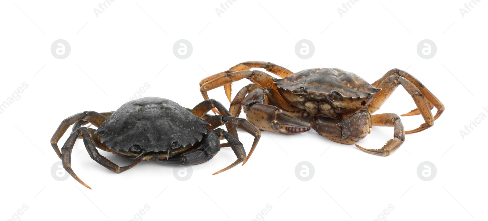 Photo of Two fresh raw crabs isolated on white