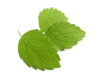 Fresh green lemon balm leaves isolated on white