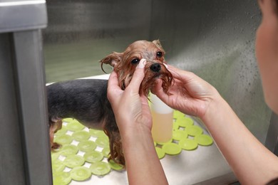 Professional groomer washing cute little dog in pet beauty salon