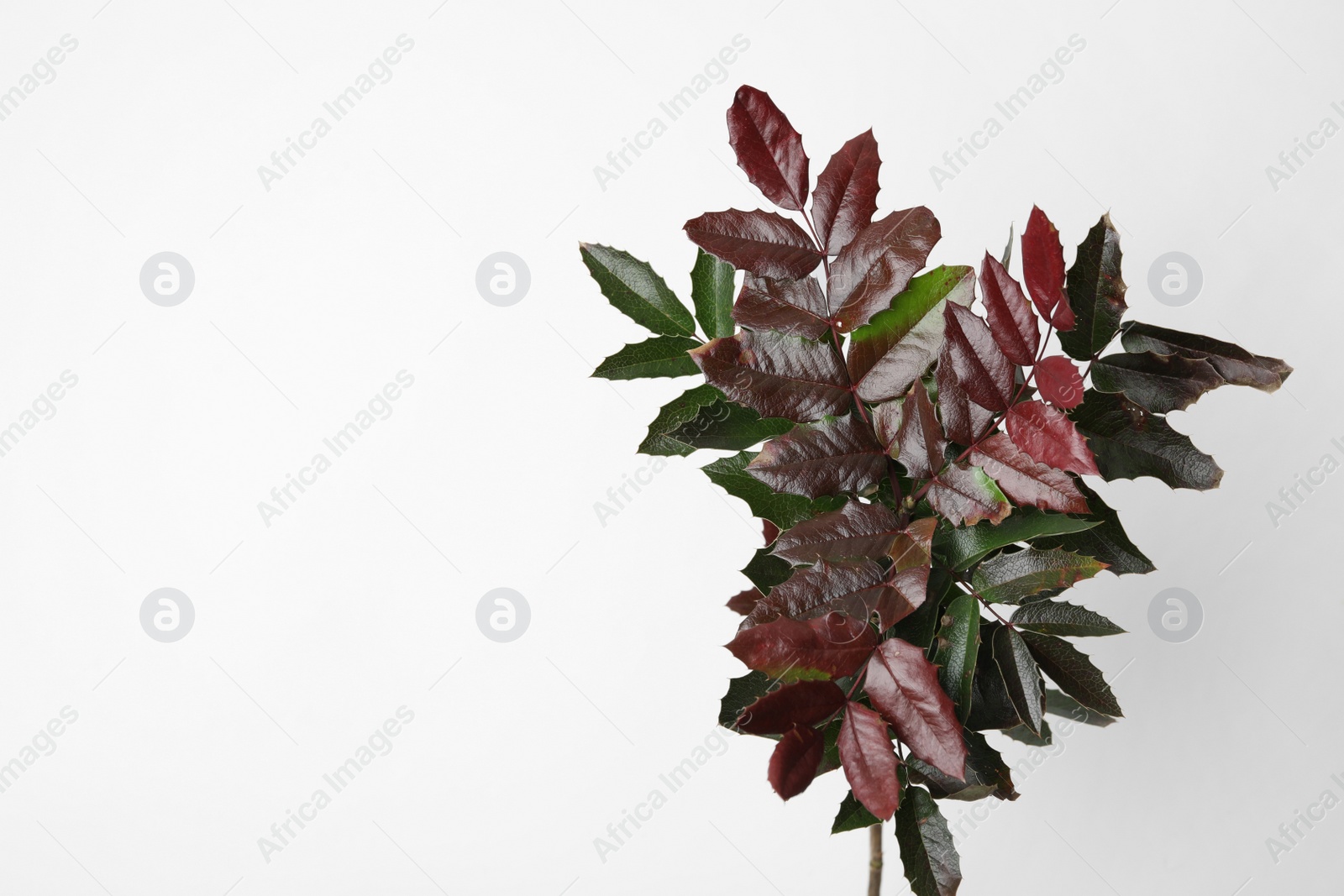 Photo of Branch of tropical mahonia aquifolium with leaves on white background