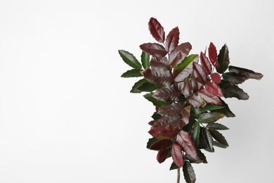 Photo of Branch of tropical mahonia aquifolium with leaves on white background