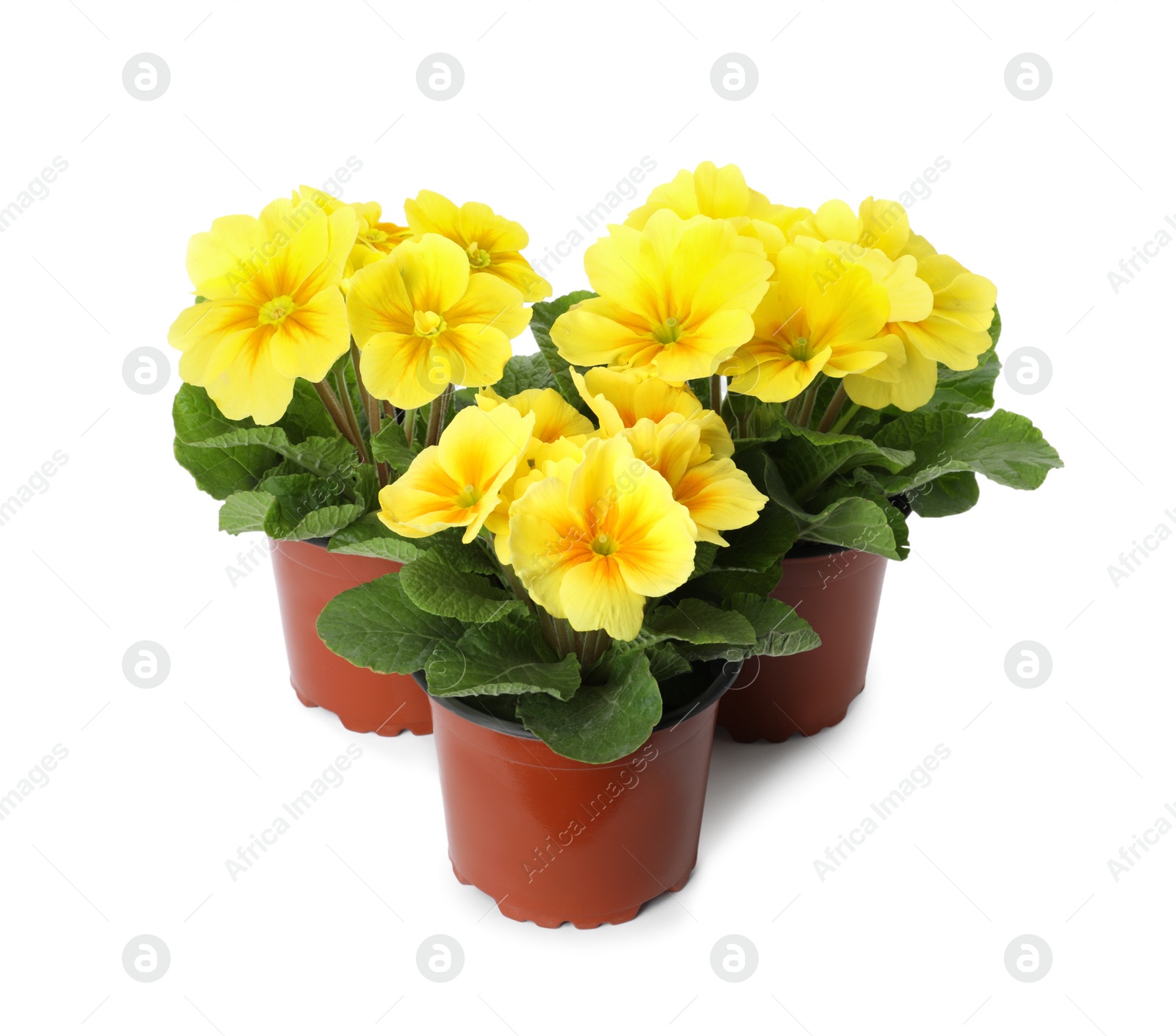 Photo of Beautiful primula (primrose) plants with yellow flowers on white background. Spring blossom