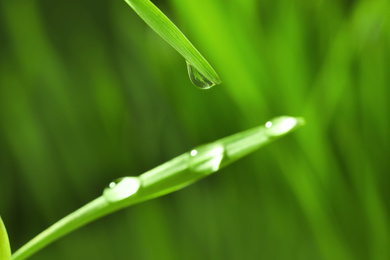 Water drops on grass blades against blurred background, closeup