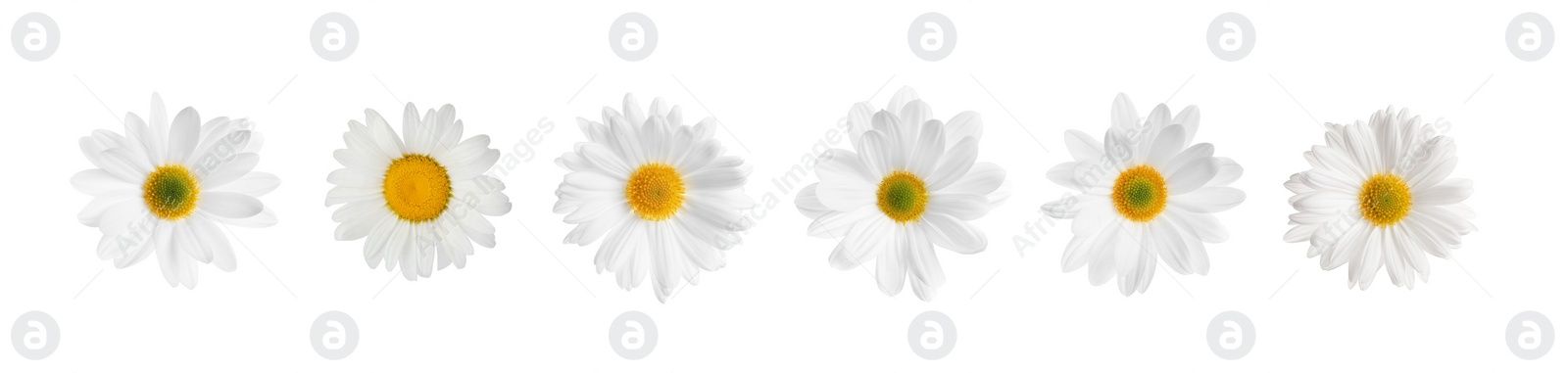 Image of Set of beautiful chamomile flowers on white background, top view. Banner design