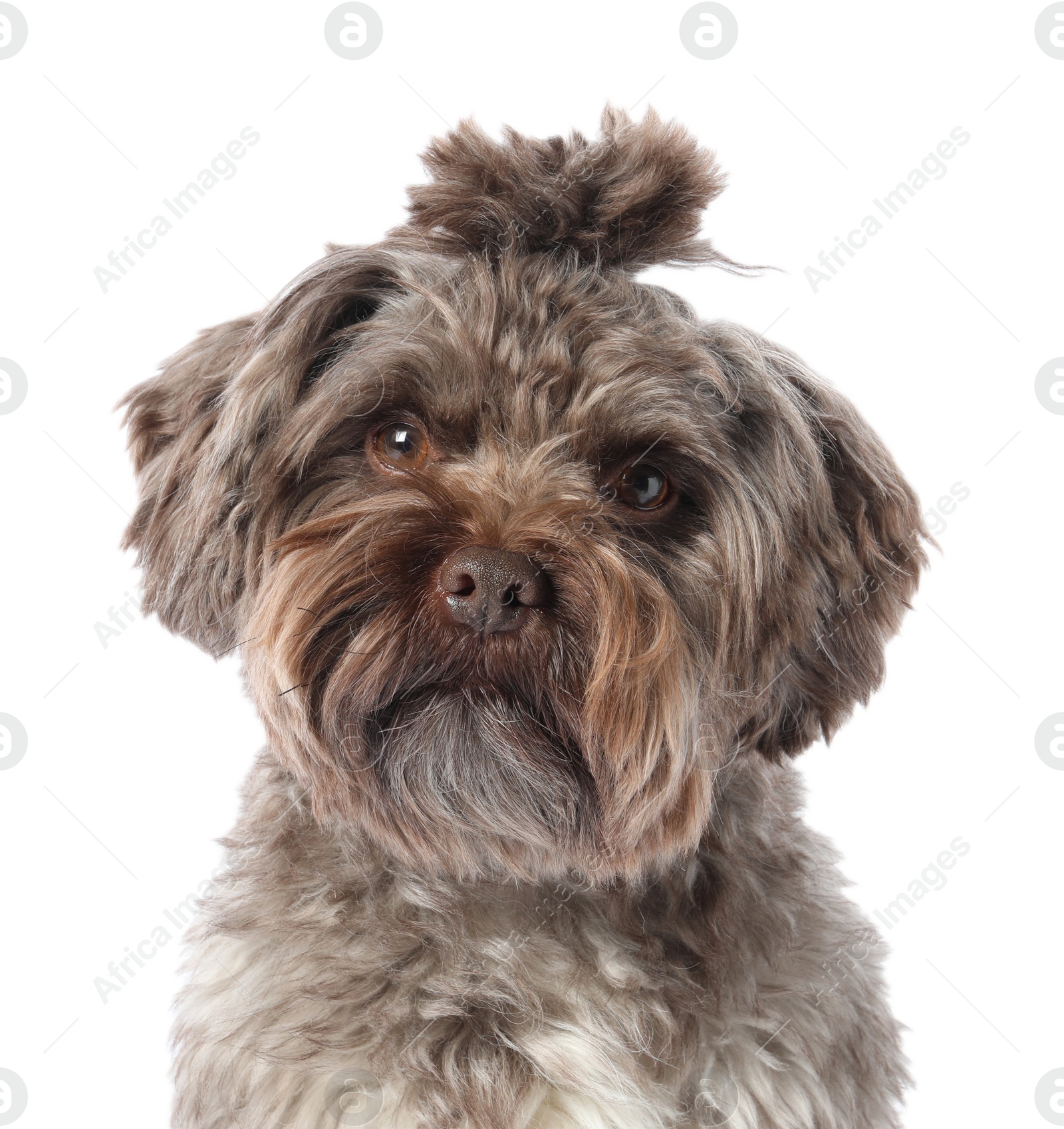 Photo of Cute Maltipoo dog on white background. Lovely pet