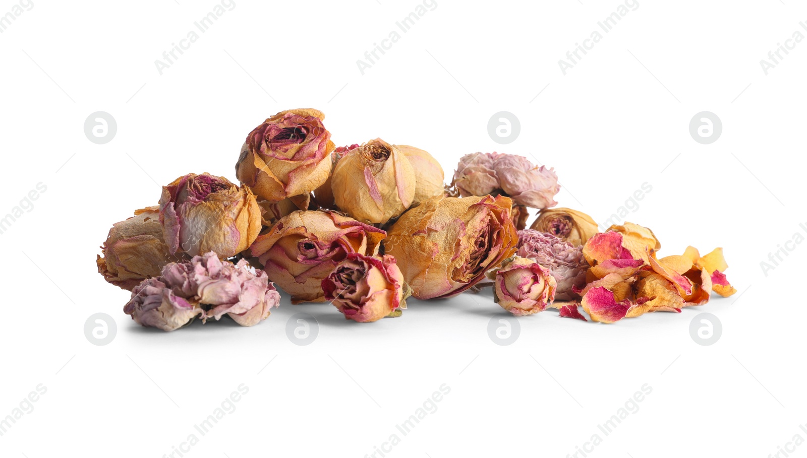 Photo of Beautiful dry rose flowers isolated on white