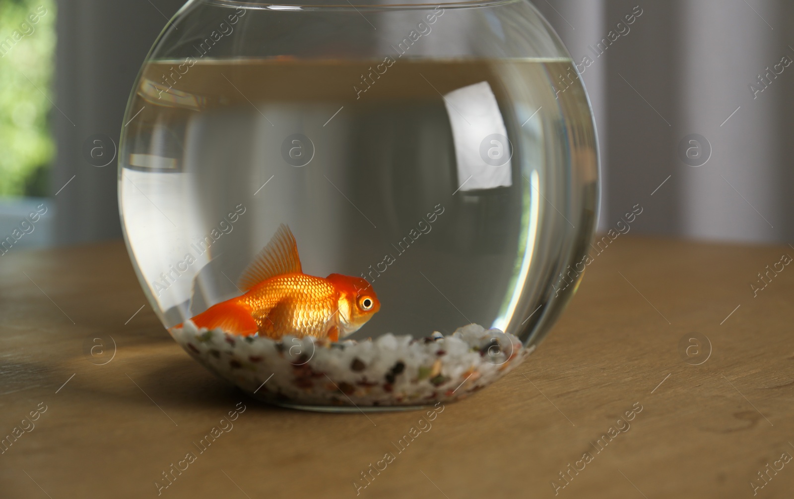 Photo of Beautiful bright goldfish in aquarium on table at home