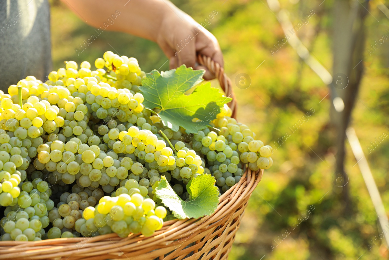 Photo of Man holding basket with fresh ripe grapes in vineyard, closeup