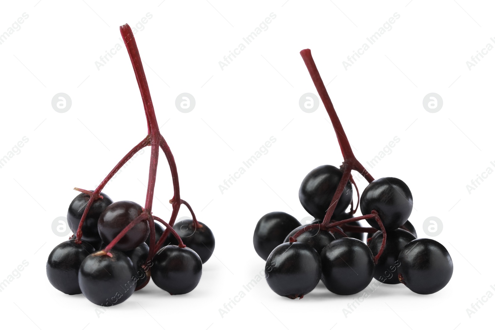 Photo of Delicious ripe black elderberries isolated on white