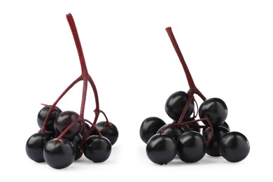 Delicious ripe black elderberries isolated on white