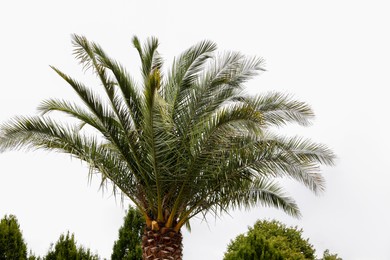 Photo of Beautiful palm tree with green leaves outdoors