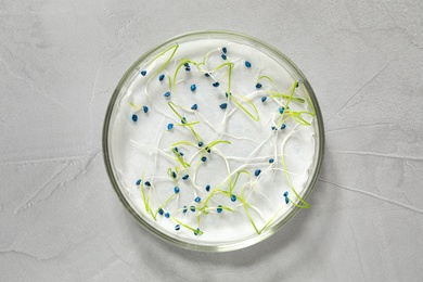 Photo of Germination and energy analysis of onion seeds in Petri dish on light table, top view. Laboratory research