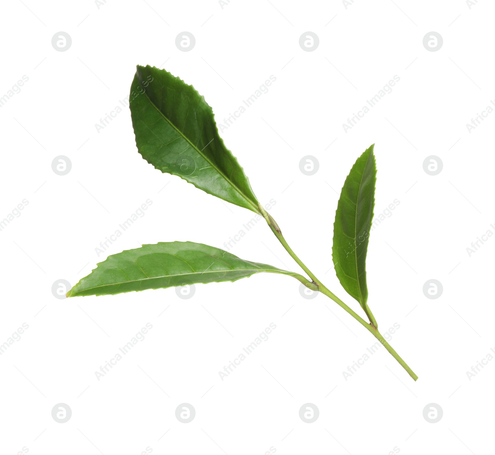 Photo of Green leaves of tea plant isolated on white