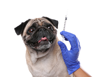Photo of Professional veterinarian holding syringe with vaccine near pug dog on white background, closeup