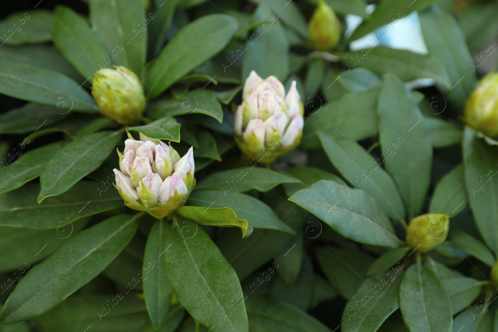 Photo of Closeup view of beautiful rhododendron plant with white flowers