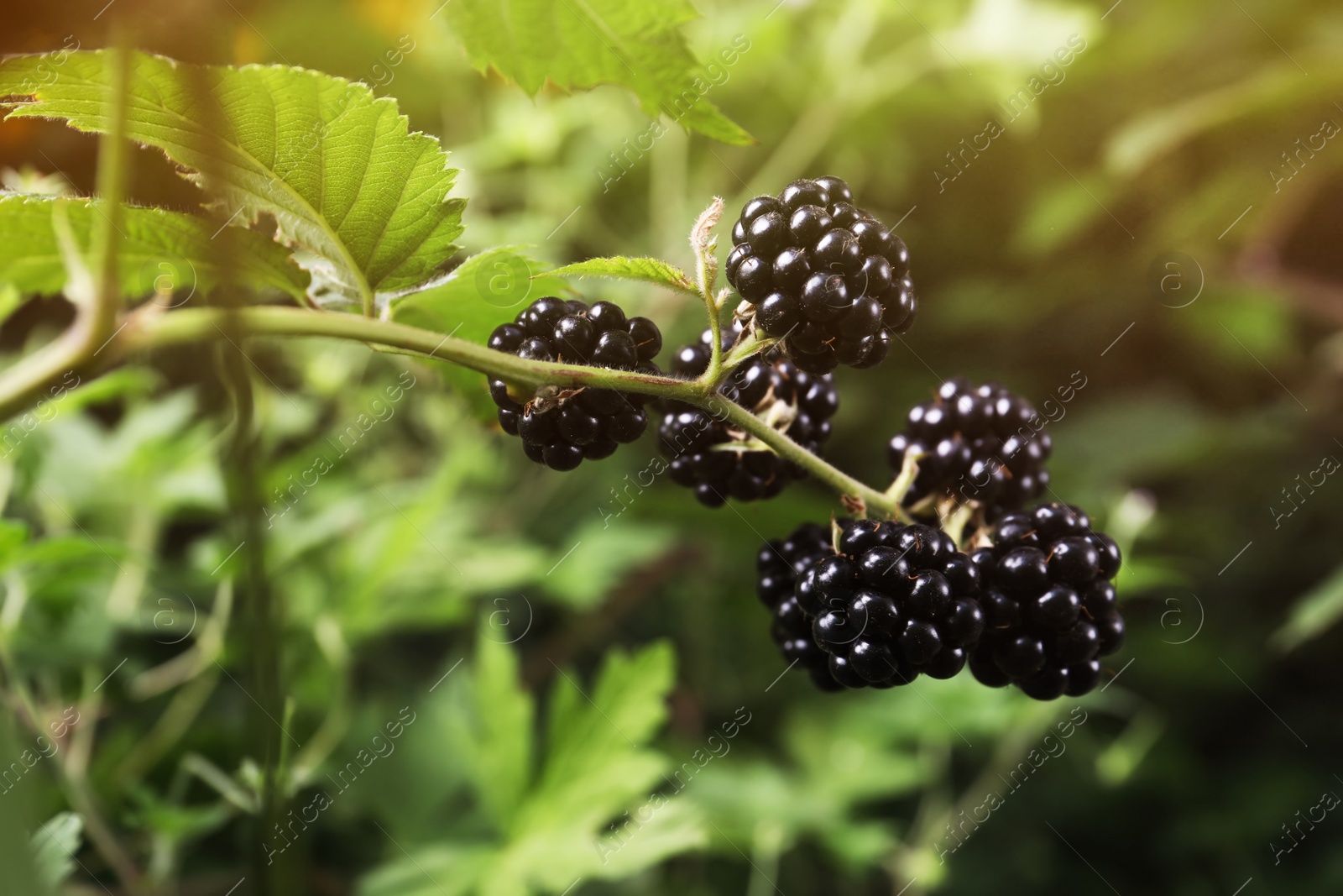 Photo of Branch with blackberries on bush in garden, closeup