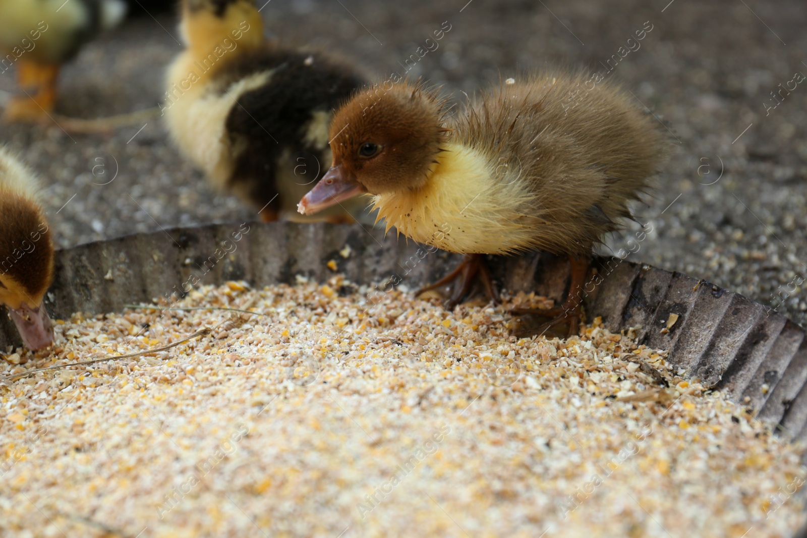 Photo of Cute fluffy duckling near bowl of seed mix in farmyard