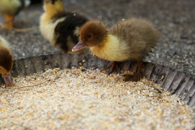 Photo of Cute fluffy duckling near bowl of seed mix in farmyard