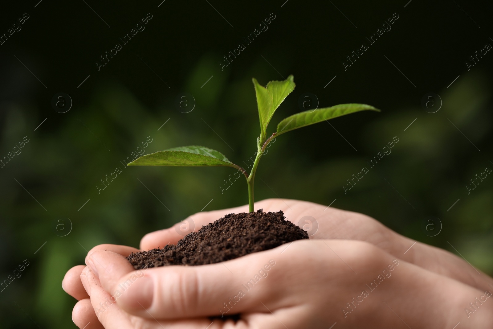 Photo of Woman holding pile of soil and seedling on blurred background, closeup