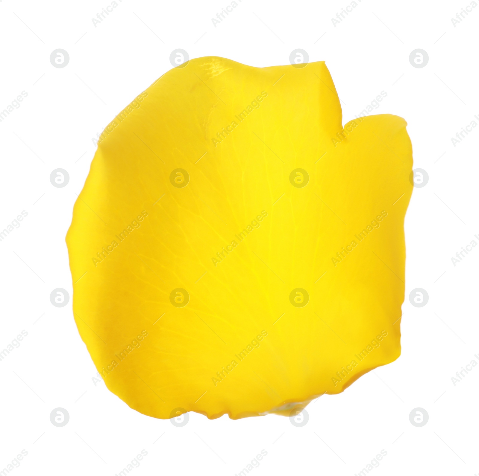 Photo of Beautiful yellow rose petal isolated on white