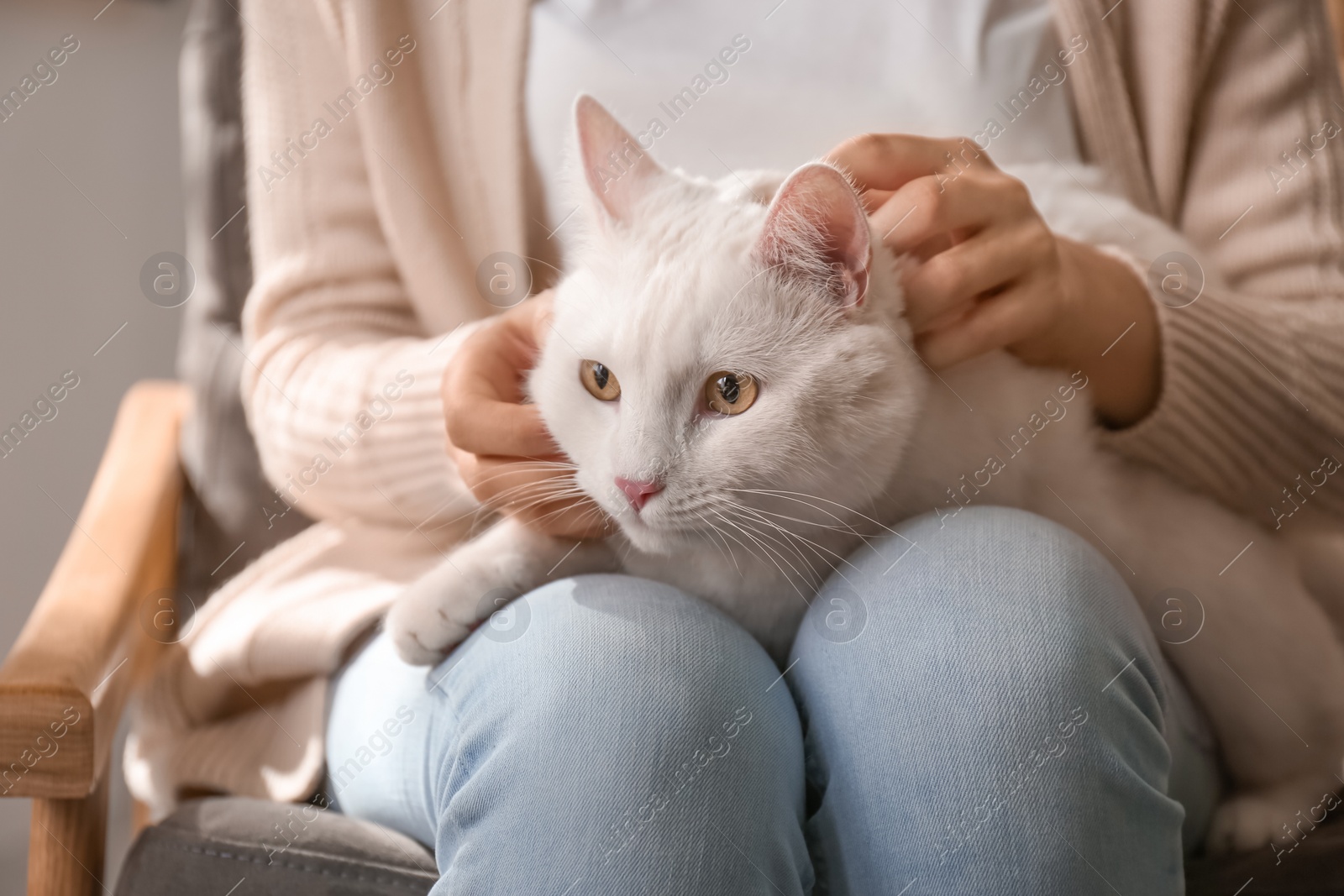 Photo of Young woman with her beautiful white cat at home, closeup. Fluffy pet