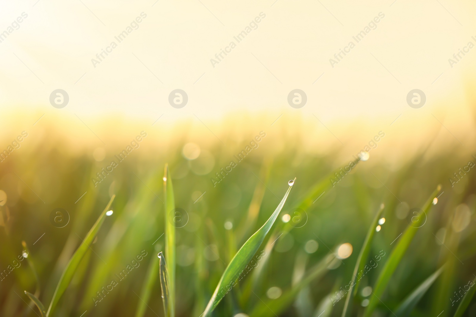 Photo of Young green grass with dew drops on spring morning, closeup