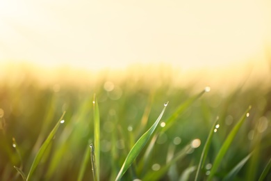 Photo of Young green grass with dew drops on spring morning, closeup