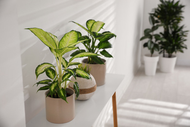 Photo of Green potted plants in light room. Home decoration