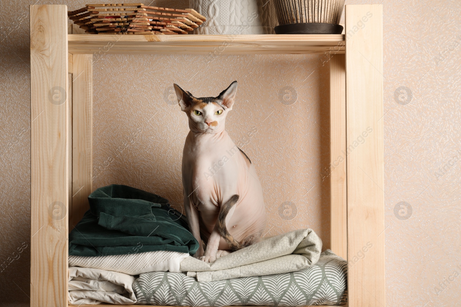 Photo of Cute Sphynx cat on wooden shelf near beige wall indoors