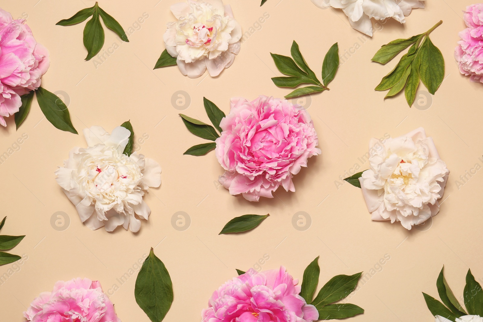 Photo of Flat lay composition with beautiful peony flowers on beige background