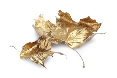 Photo of Two golden maple leaves isolated on white. Autumn season
