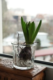 Photo of Beautiful bulbous plant on windowsill indoors. Spring time