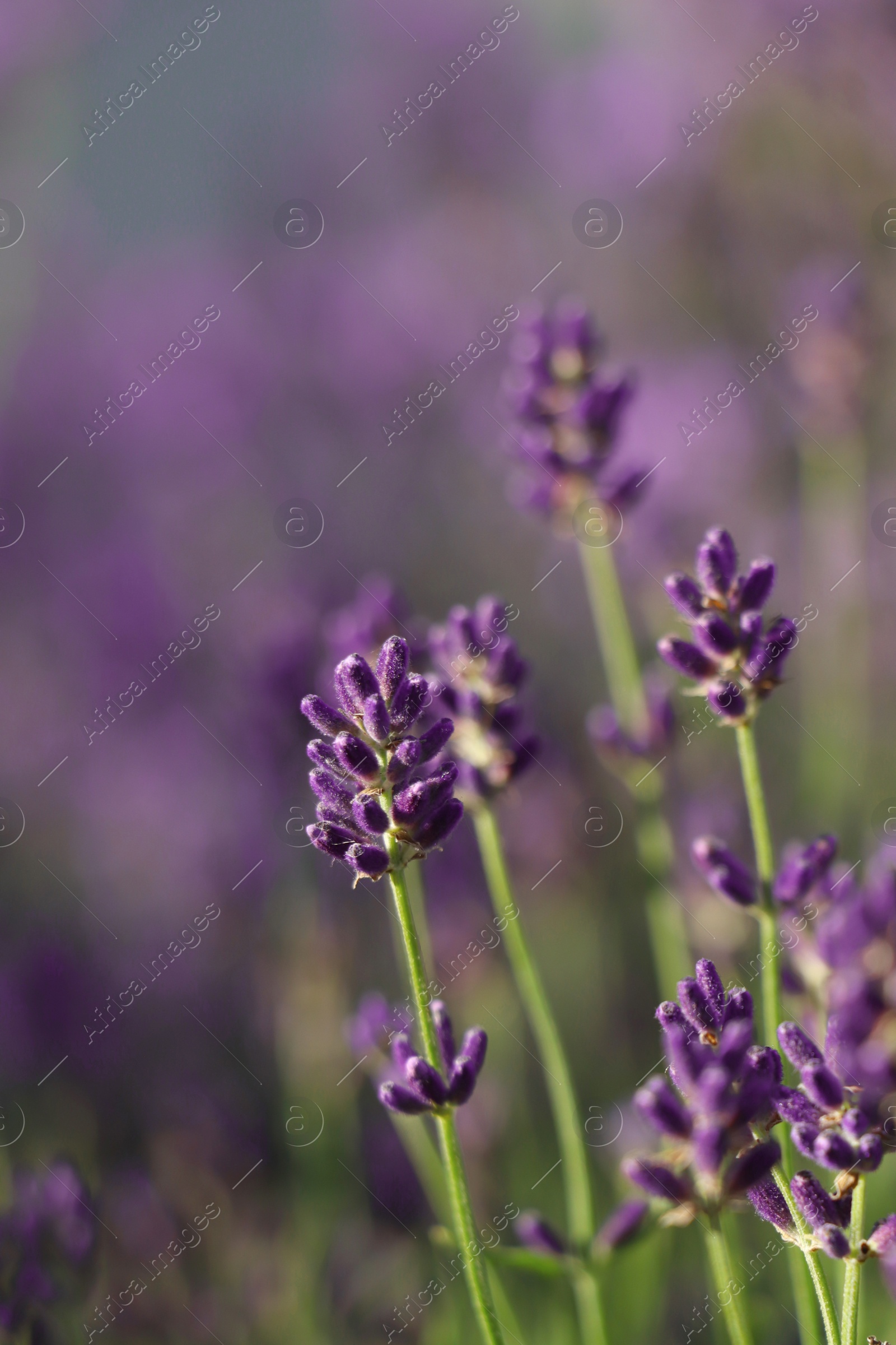 Photo of Closeup view of beautiful lavender in field on sunny day