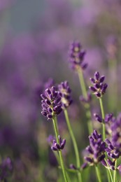 Closeup view of beautiful lavender in field on sunny day