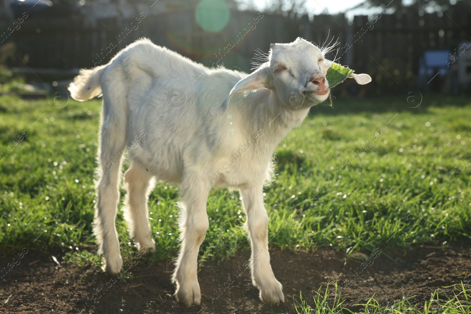 Photo of Cute goat grazing at farm on sunny day