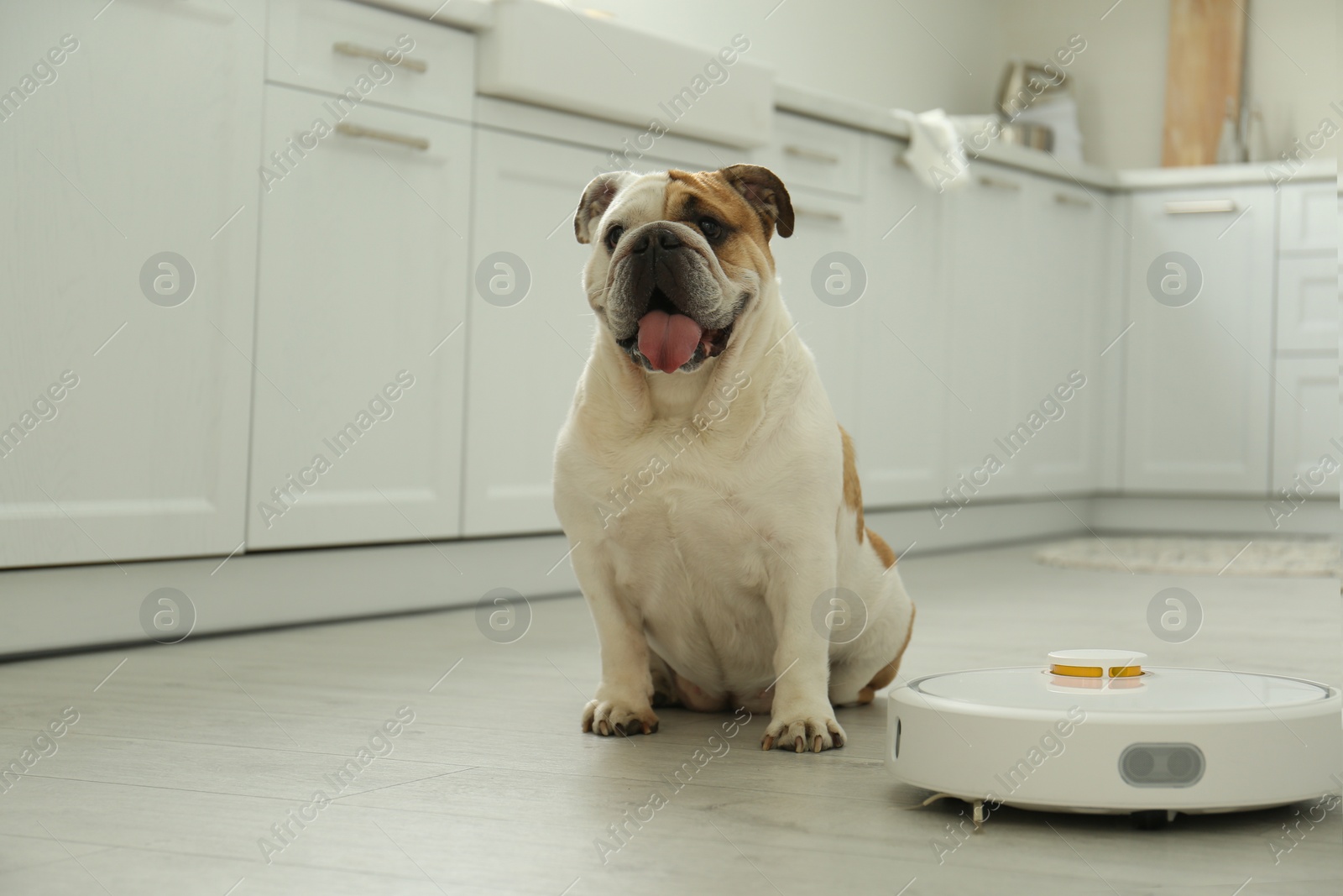 Photo of Robotic vacuum cleaner and adorable dog on floor in kitchen